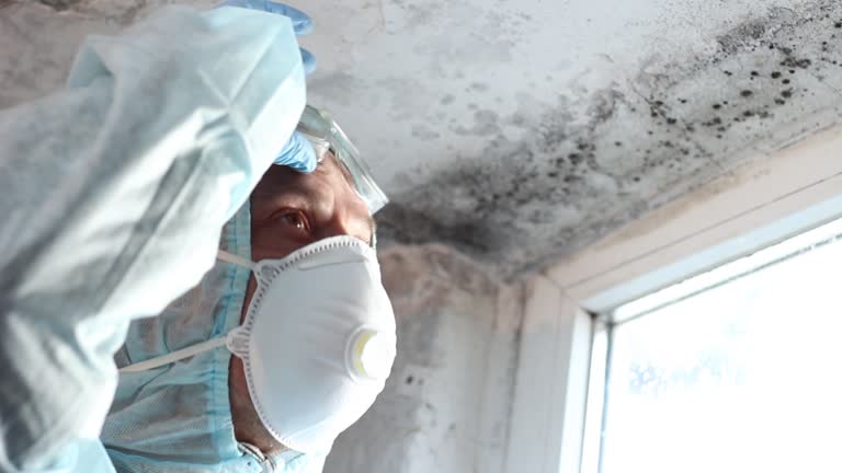 Best Mold Damage Restoration  in Somerset, KY